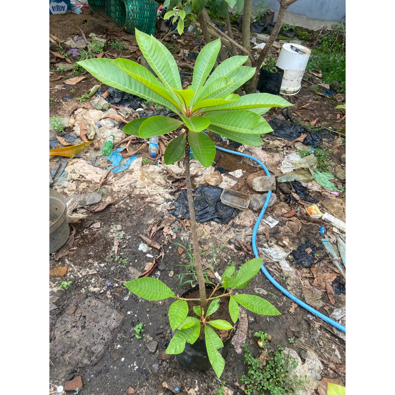 Mamey Sapote Keywest