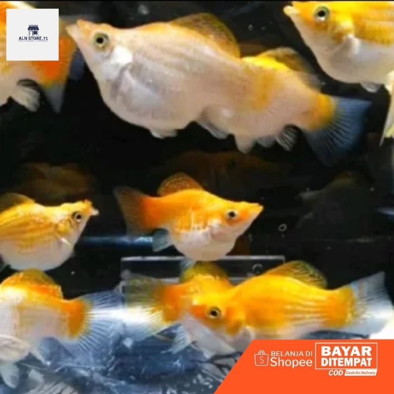 IKAN MOLLY THAILAND BALON 4 EKOR