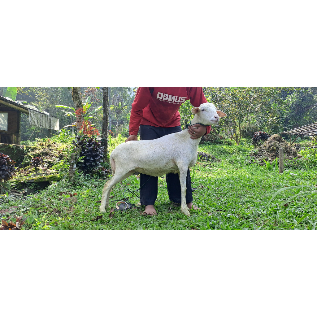 Kambing Qurban 2025 Hewan Kurban Kambing Domba