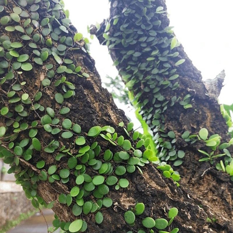 

250 g Daun sisik naga