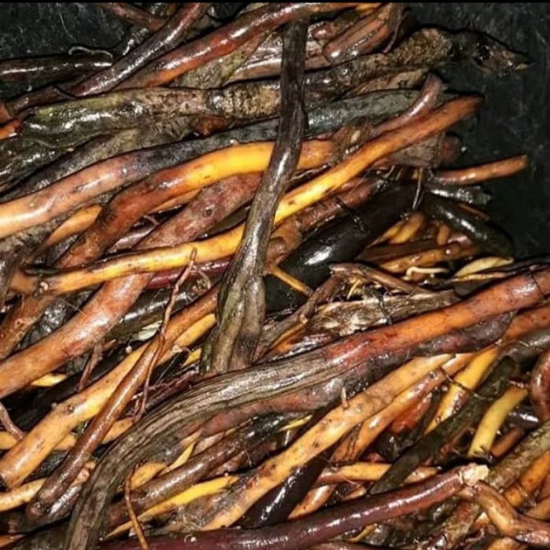 

500g akar pohon aren hanau obat herbal