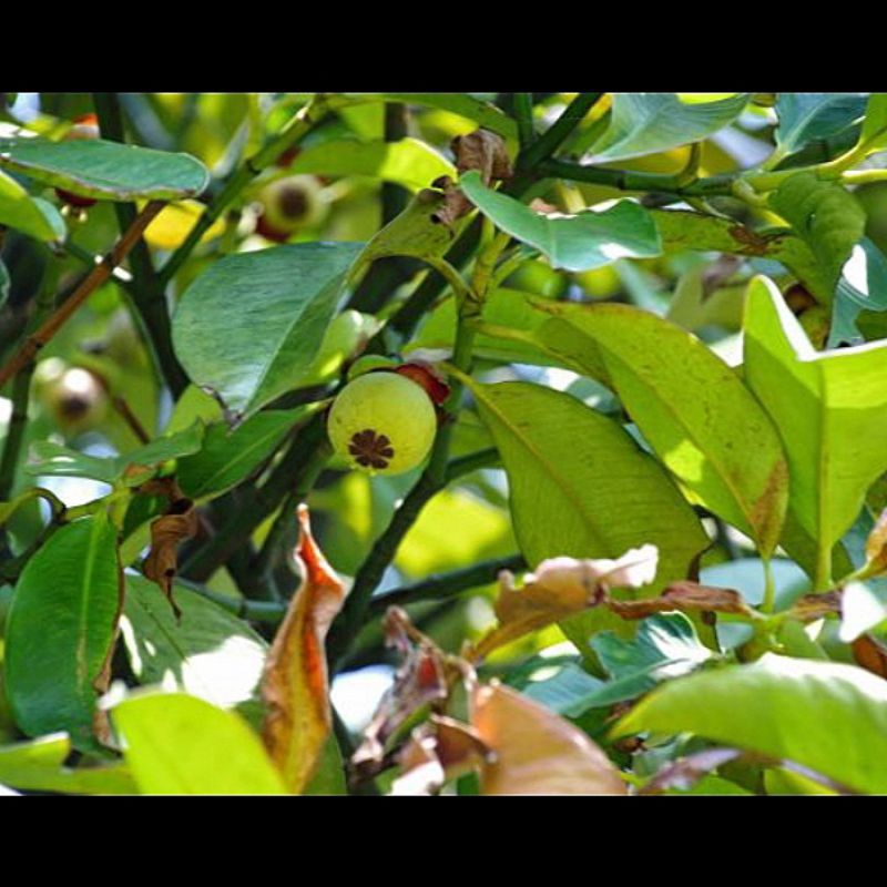 

500 g Daun pohon manggis