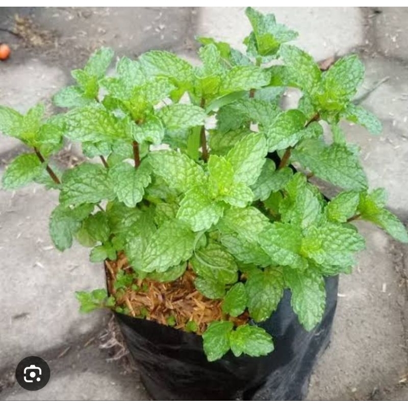 tanaman hias daun mint/pohon daun mint wangi