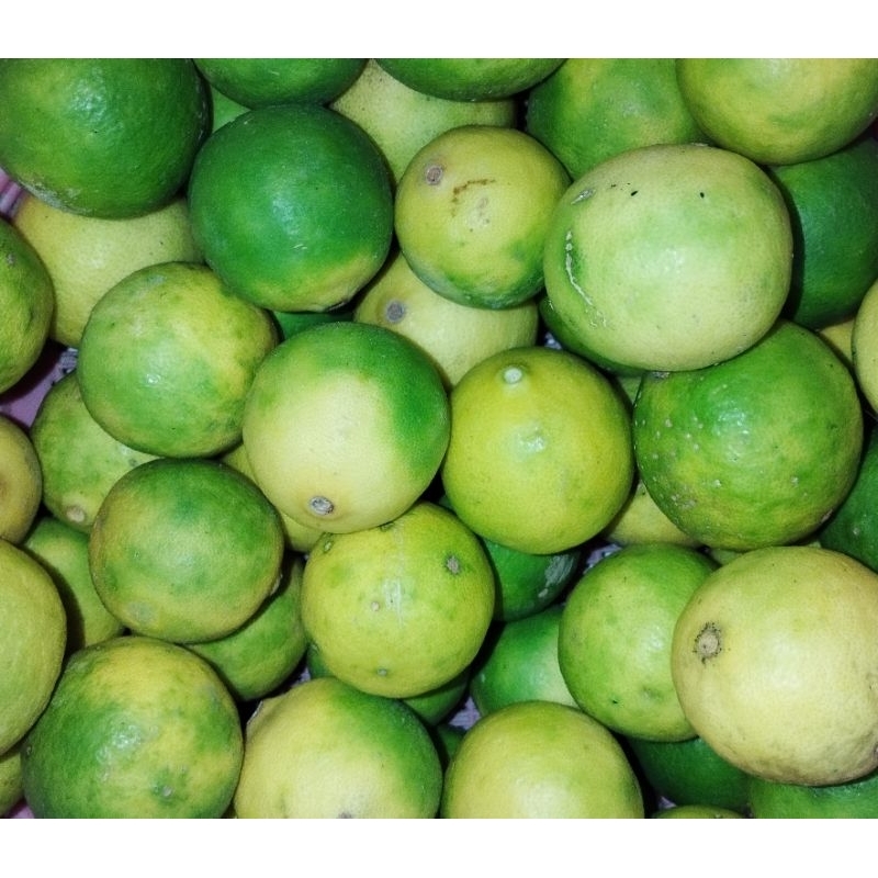 

Jeruk nipis kuning 1 kg