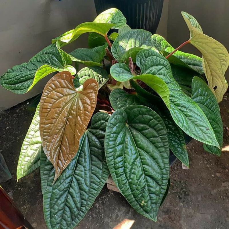 Tanaman Hias Indoor/Outdoor Eksotik Anthurium Sirih Radicans Jumbo Siap Pajang Include Pot Estetik, 