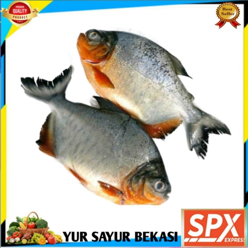 

Ikan Bawal Segar Fresh Ukuran 6-8 1kg