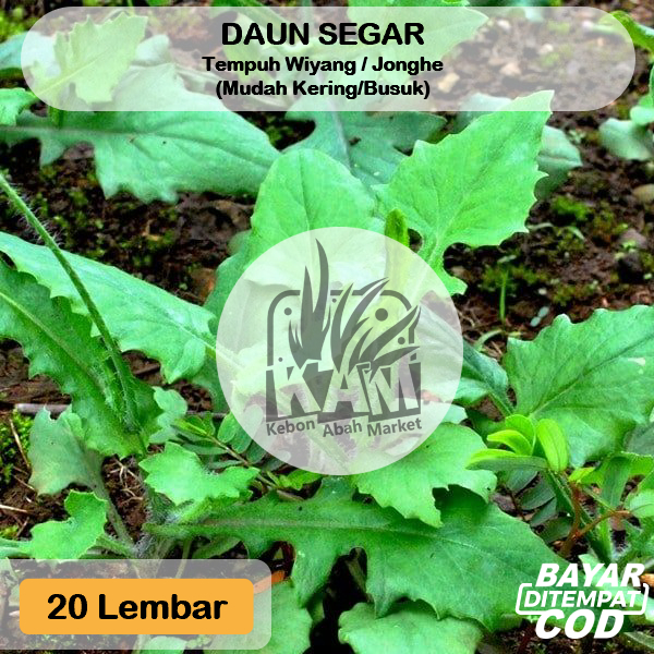 Daun Tempuh Wiyang Jonghe 20 Lembar Betuk Daun Random