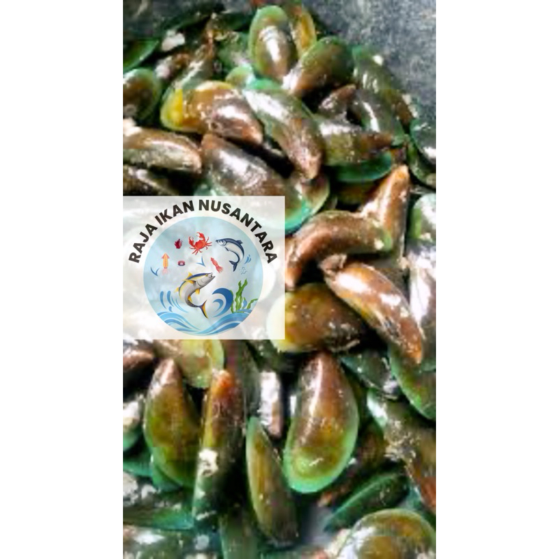 

KERANG IJO 1KG FRESH PREMIUM TERMURAH