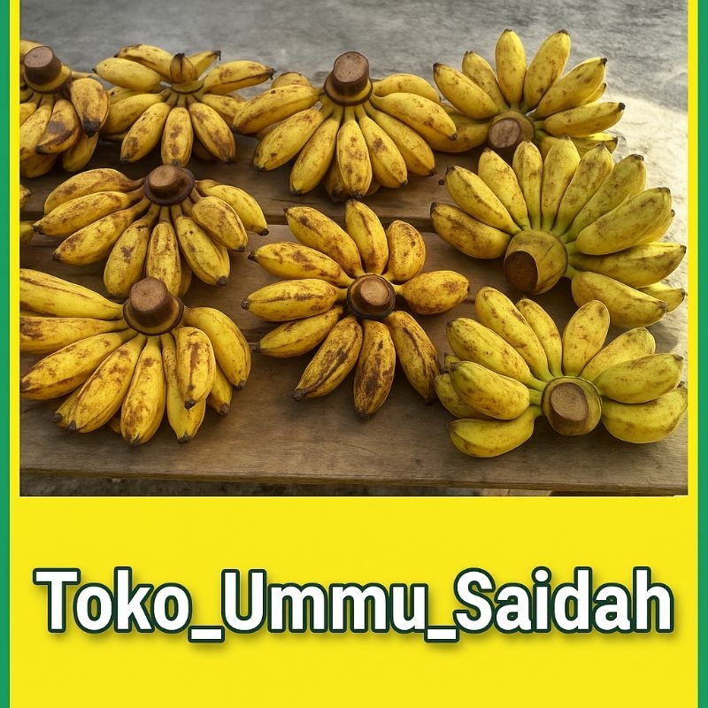 

Pisang Susu 1 sisir