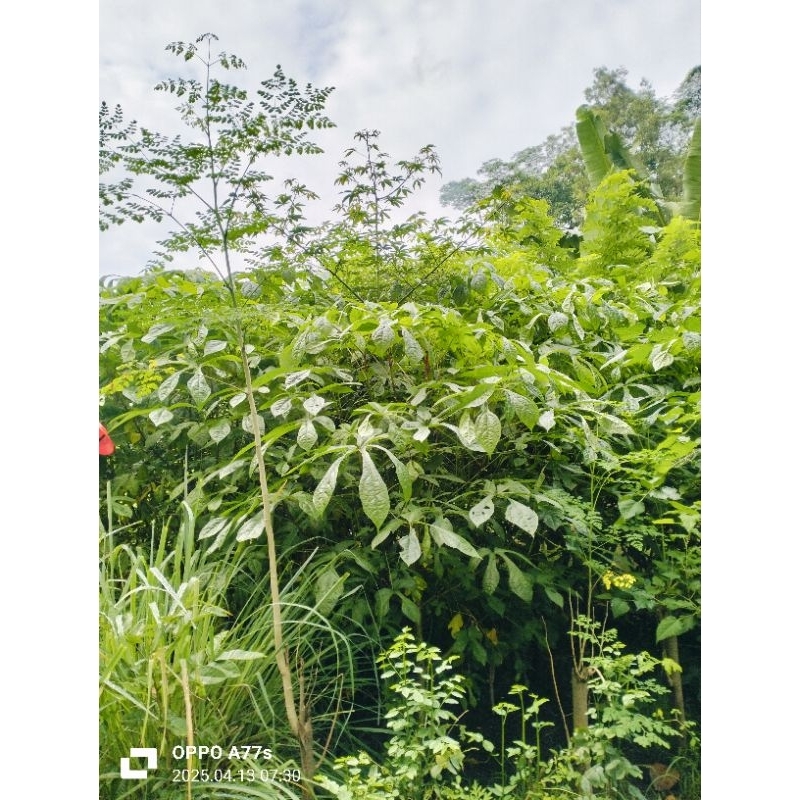 

Bibit songkong papua super fres 1000