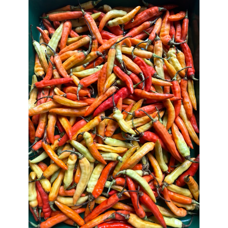 

CABAI RAWIT MERAH FRESH
