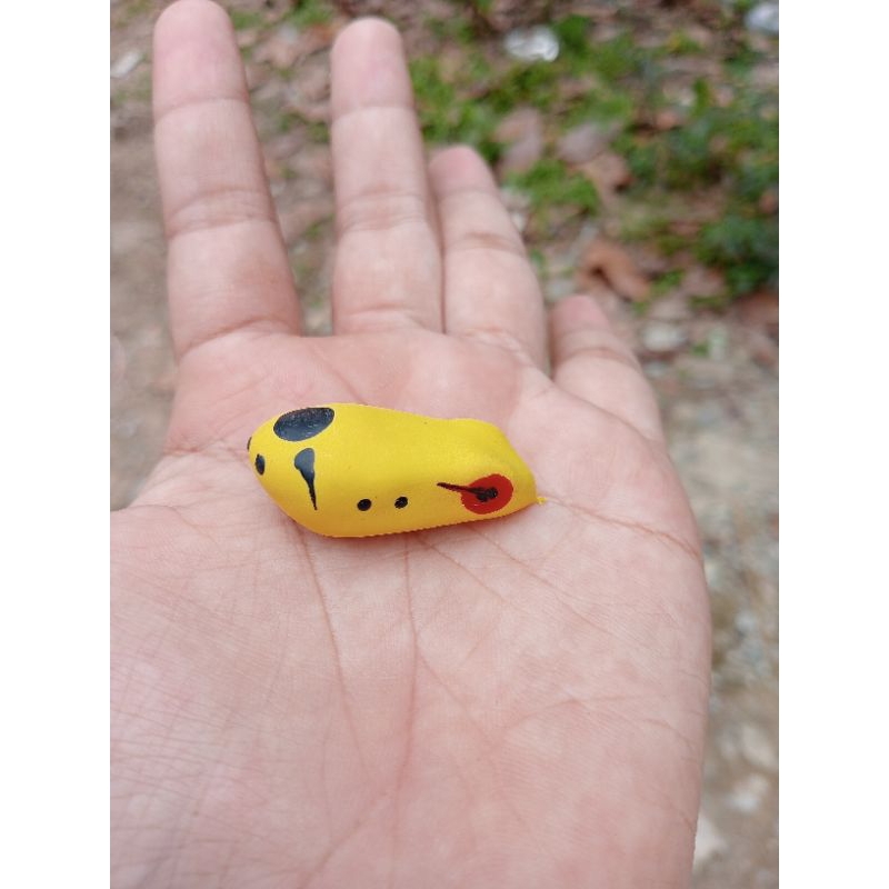 Cangkang/kulit soft frog ukuran 3,5 cm