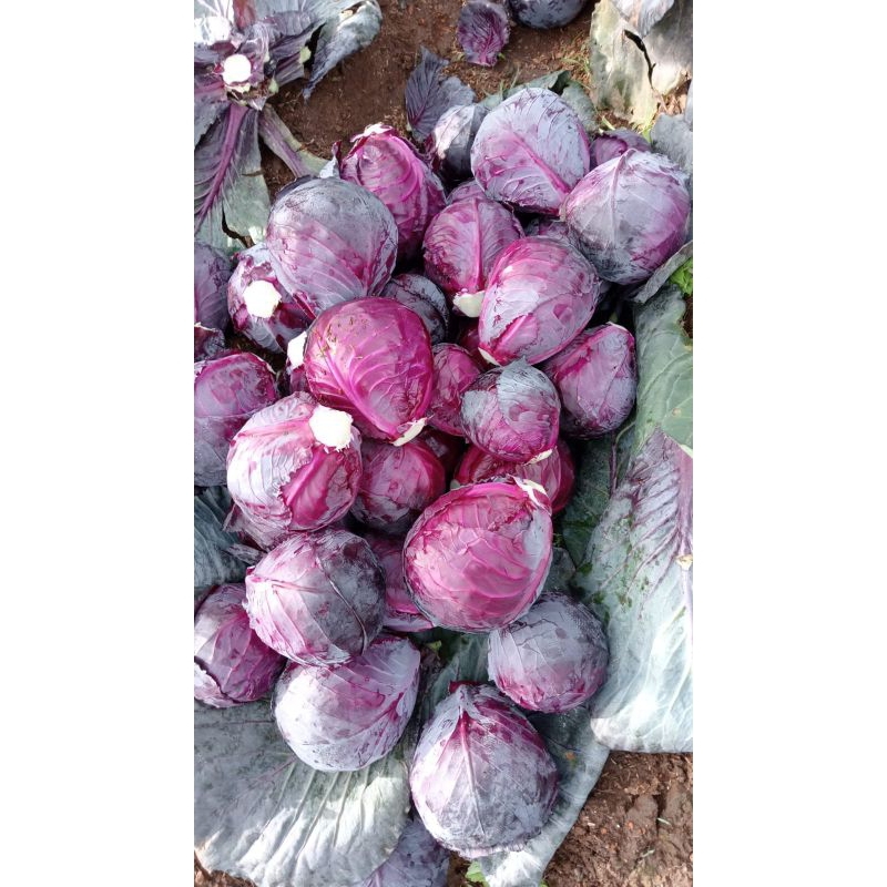 

kol merah/kol unggu kubis unggu kubis merah segar per kg