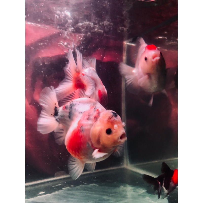 ikan hias KOKI Jumbo.