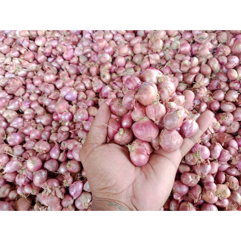 

Bawang merah sedang lokal jatim 1kg