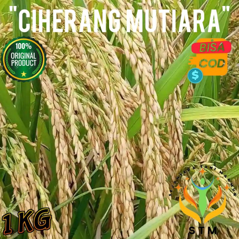 Benih Padi Super CIHERANG MUTIARA 1Kg Unggul
