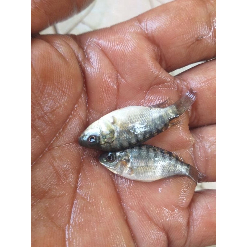 Nila hitam nguaci  paket 200ekor