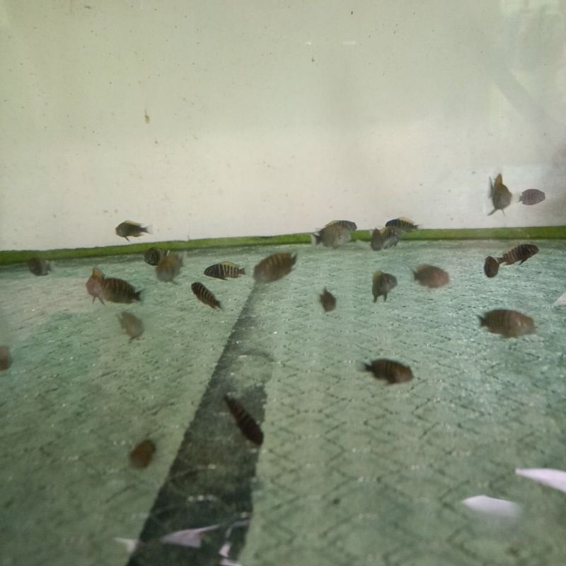 Tropheus Bemba