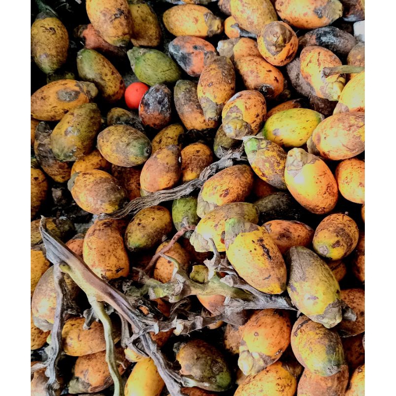 

jual buah pinang segar 1 kilo gram