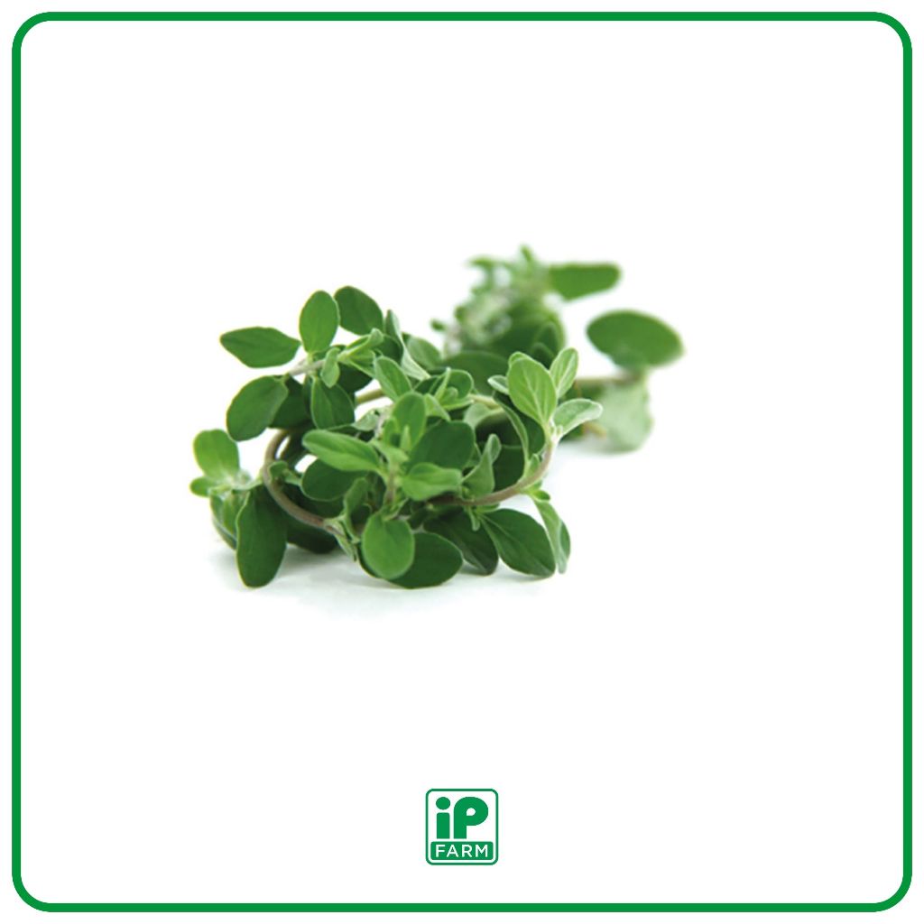 

Fresh Oregano | Daun Oregano Segar 1 Pack | Fresh Oregano 500gr