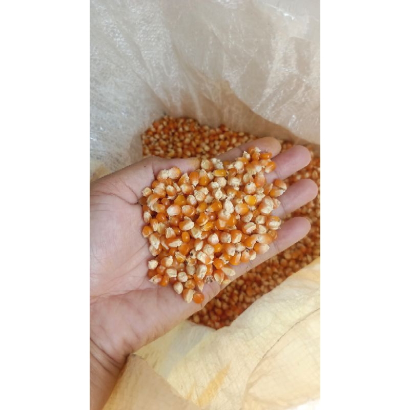

jagung kecil kering Madura kemasan 1kg