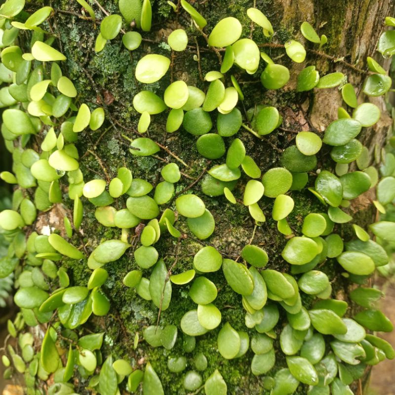 

Daun Picisan / Sisik Naga Herbal Alami 250 gram