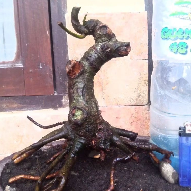 Bahan Bonsai Loa Program Akar Formal Meliuk Bogel Small Size Real Pict