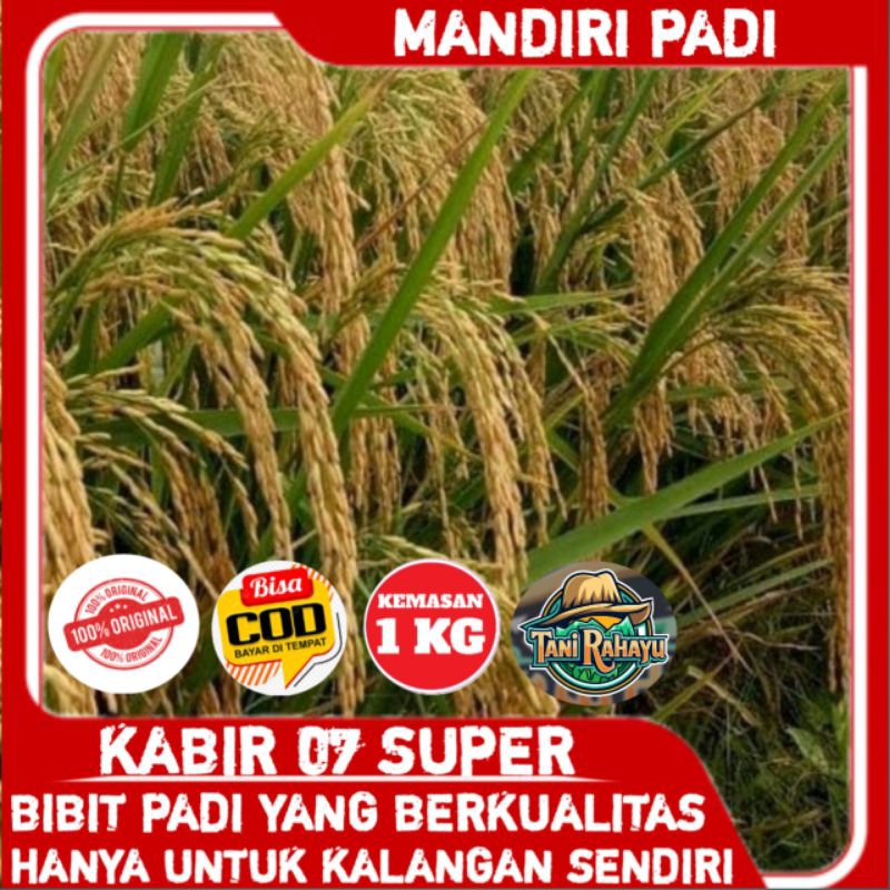 BENIH BIBIT PADI UNGGUL KABIR 07 SUPER ORIGINAL BERKUALITAS KEMASAN 1KG
