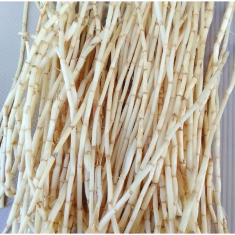 

Akar Alang Alang segar akar Alang fresh organik 500 gram-az