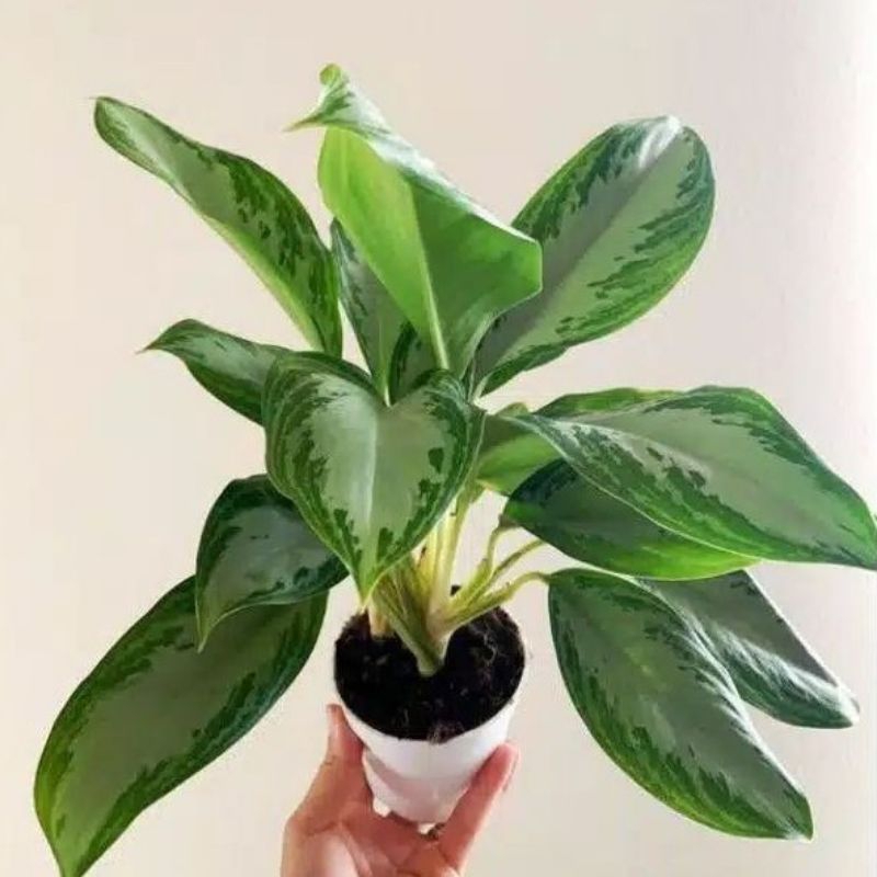 ( BISA COD ) Aglonema Belanceng Srirejeki Belang Silver Tanaman Hias Hidup Aglaonema Sri Rejeki tana