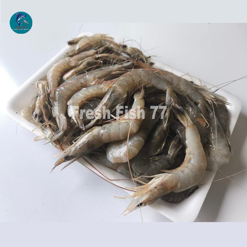 

udang api-api ukuran sedang