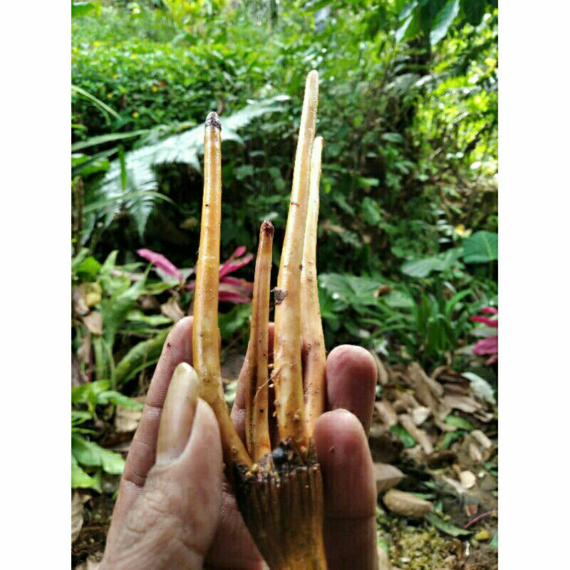 

akar jame akar jebug buat herbal alam