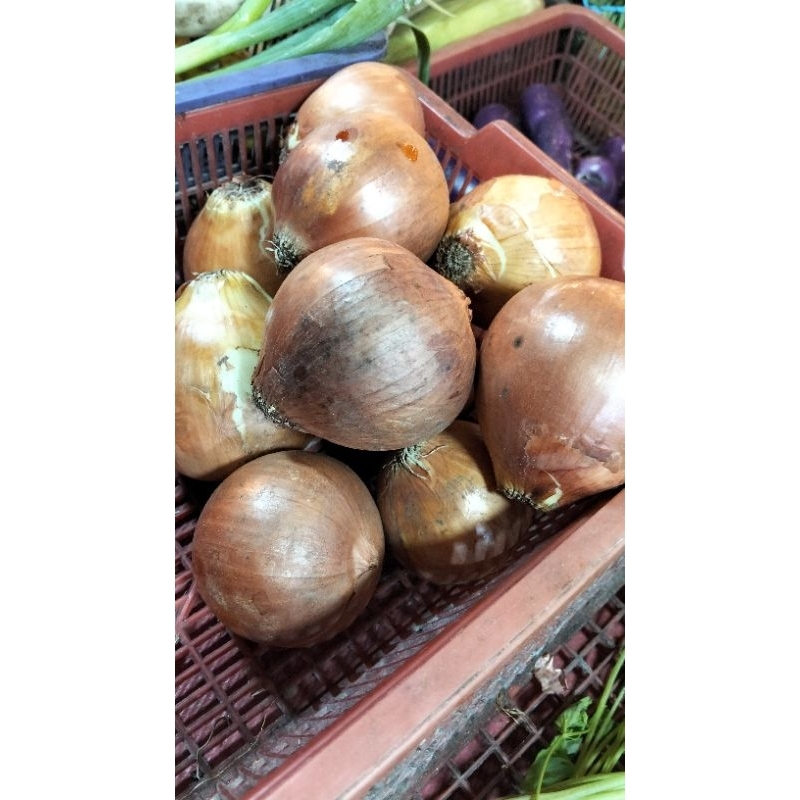 

bawang bombai
