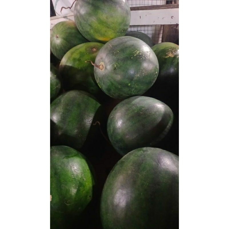 Semangka Super Segar 1kg Rp24.000 - Berat per Buah ±3kg