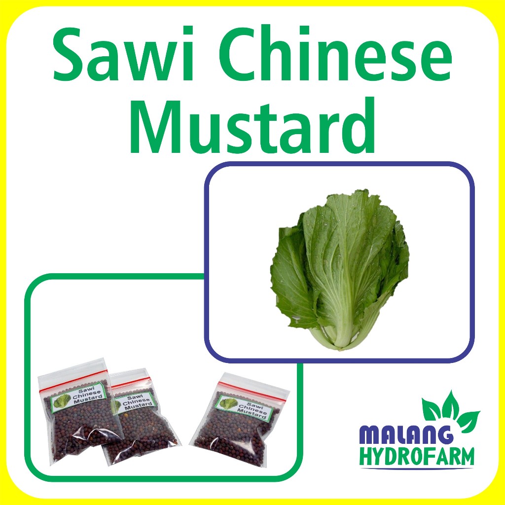 Benih Sawi Chinese Mustard Unggulan berkualitas biji bibit hydroponik hidroponik sayuran tanaman say
