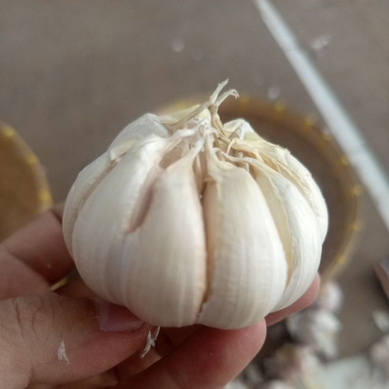 

Bawang Putih Perbulatan Rata2 uk medium 50gr