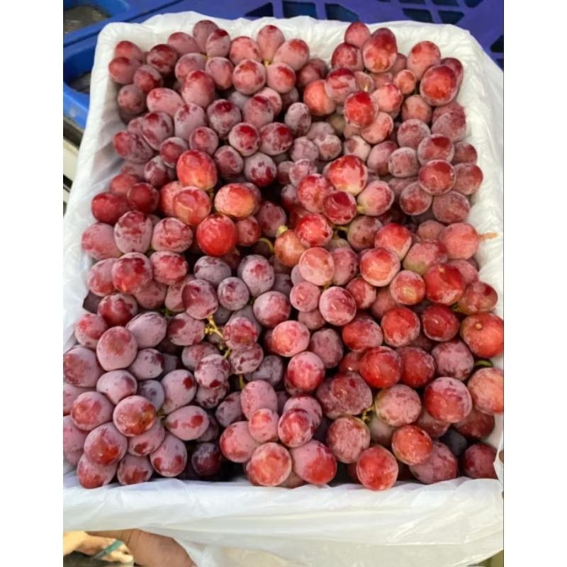 

Anggur Redglobe Perkarat size besar manis dan fresh