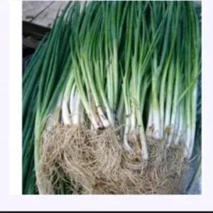 

Daun Bawang 250 Gram