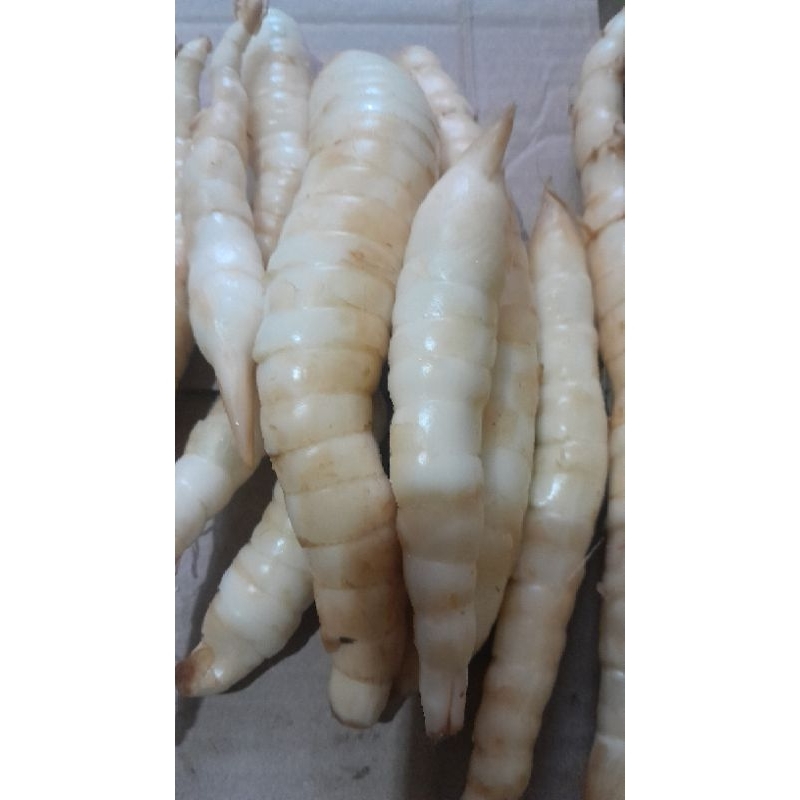 

Umbi sagu / umbi garut 1 kg