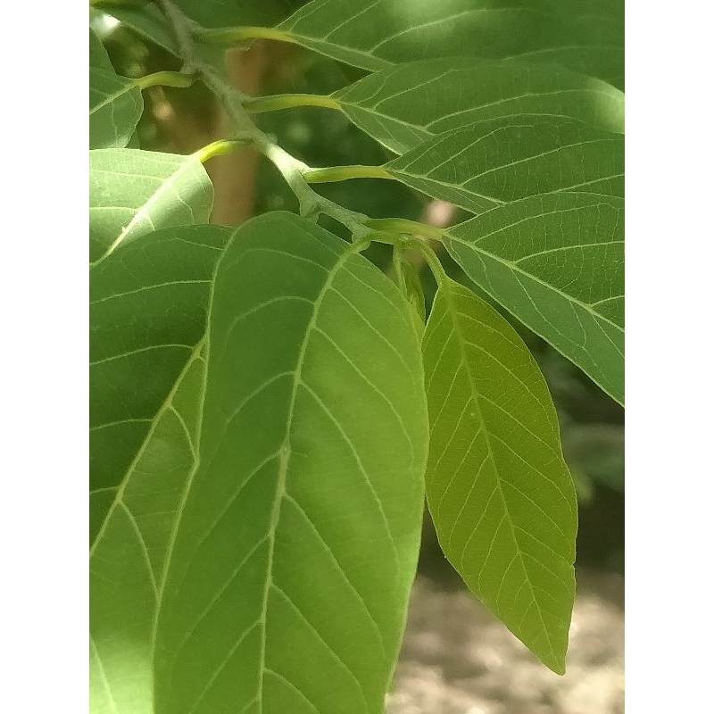 

Daun srikaya murni herbal 100% asli 100 lembar dan sudah di cuci bersih