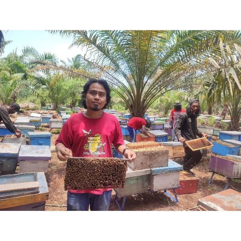 

SPESIALIS MADU MURNI KETIMUS NEKTAR MULTIFLORA