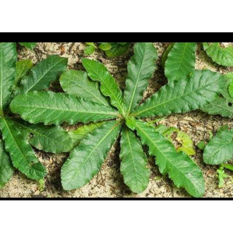 

daun dan akar tapak liman tumbuhan herbal alami 500gram