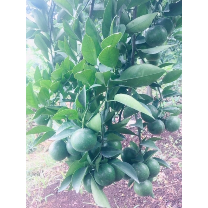 

jeruk fresh dari malang siyem madu bisa ecer atau partai