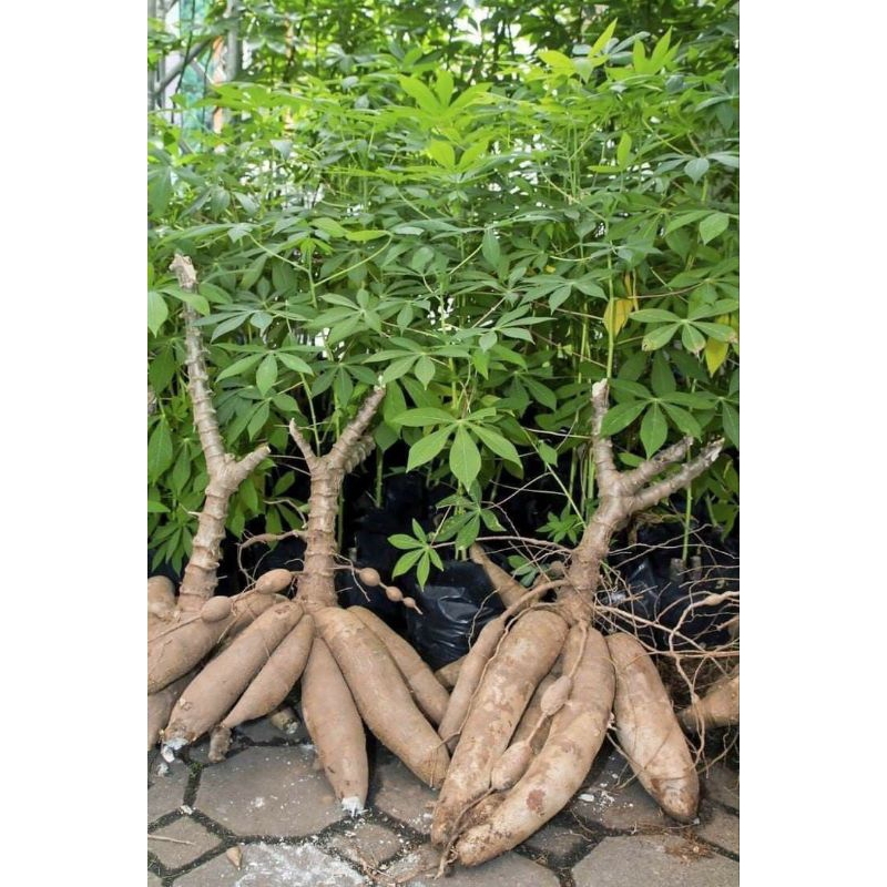 

(BACA DESKRIPSI) SINGKONG SEGAR / KETELA FRESH BARU AMBIL SAAT ADA PESANAN