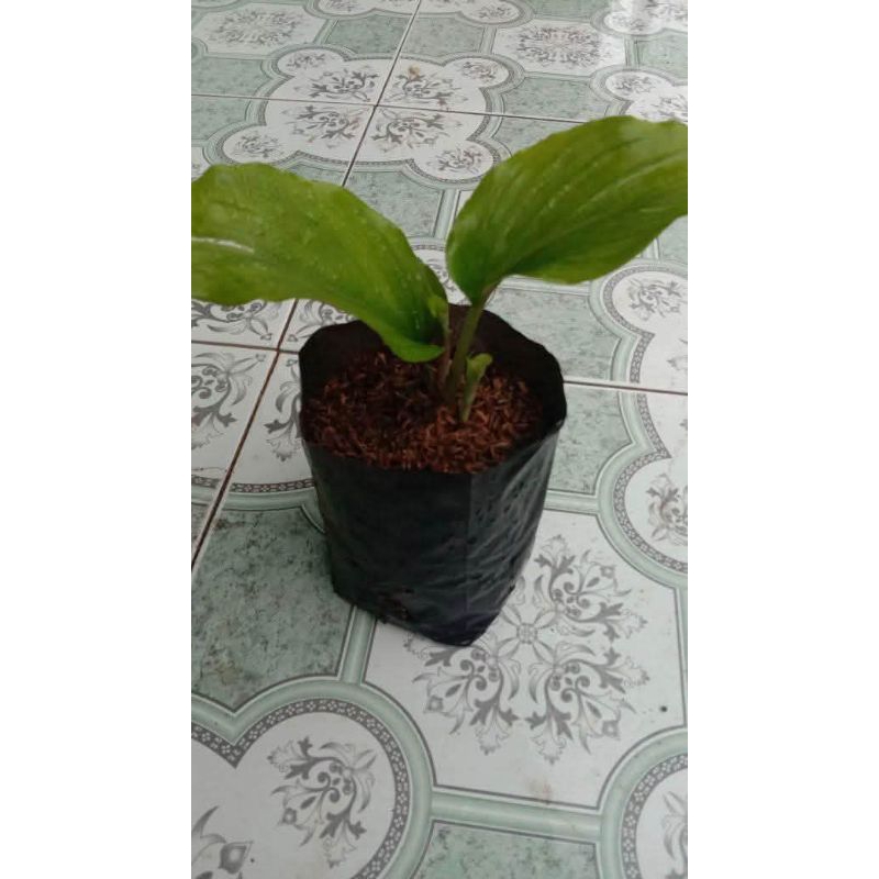 Benih tanaman kunyit hitam asli 1 pohon