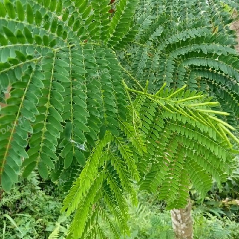 

MURAH!!! 500 GRAM DAUN PETAI JAWA