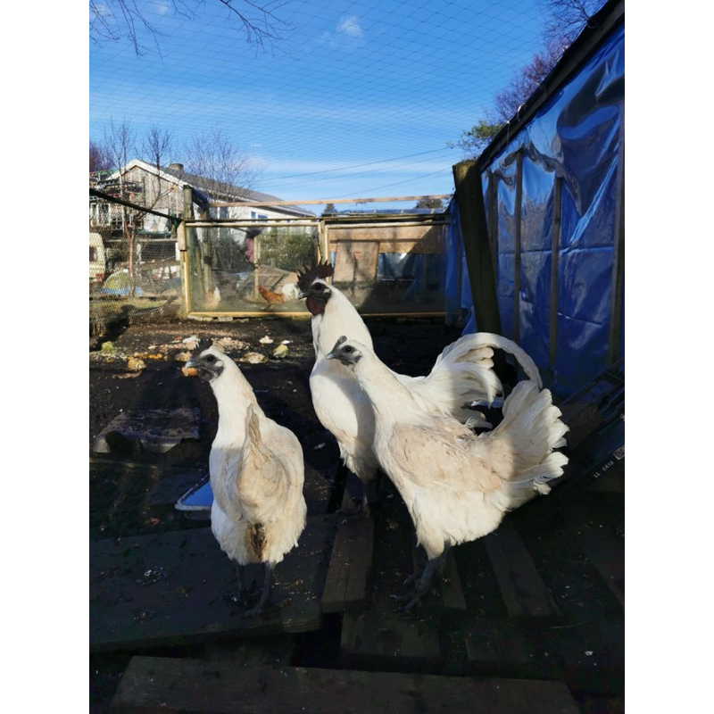 

TELUR FERTIL AYAM CEMANI PUTIH UNTUK DI TETASKAN