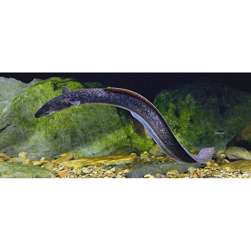 Sidat Macan (anguilla marmorata) 25-45cm