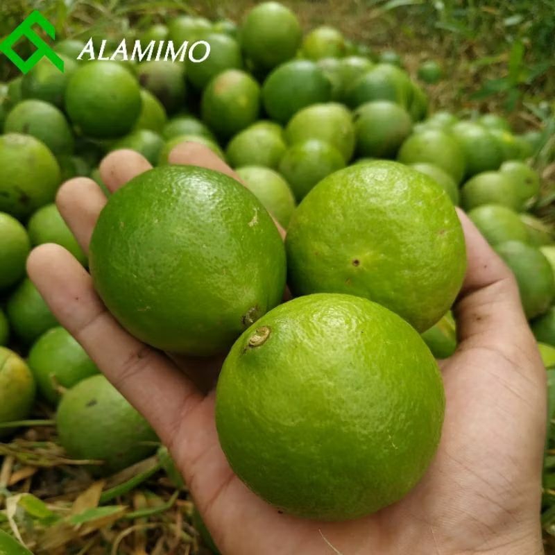 

Buah Jeruk nipis fresh Besar Besar Super Premium 1kg kaya air jeruk pecel segar sekilo langsung pohon