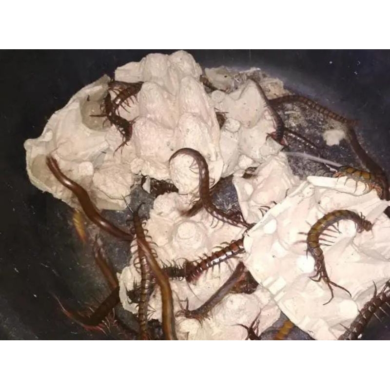 kelabang hidup pakan hewan